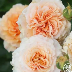 Heirloom Roses Welsh Gold™