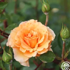 Heirloom Roses Welsh Gold™