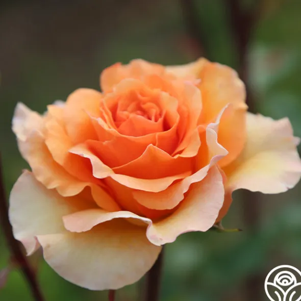 Heirloom Roses Welsh Gold™