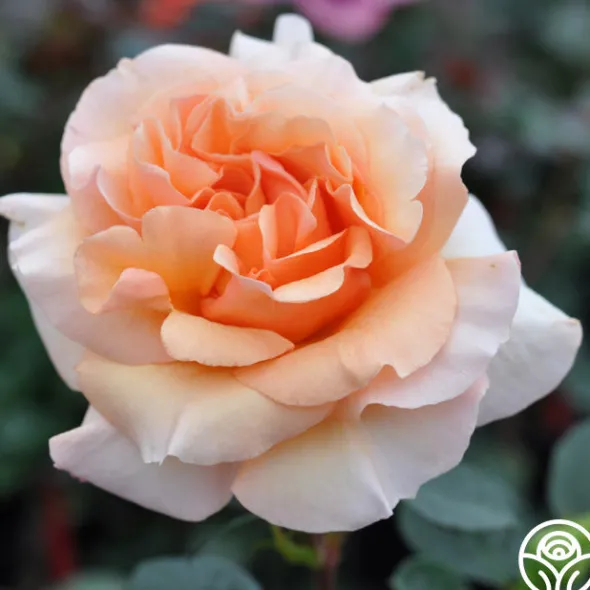 Heirloom Roses Welsh Gold™