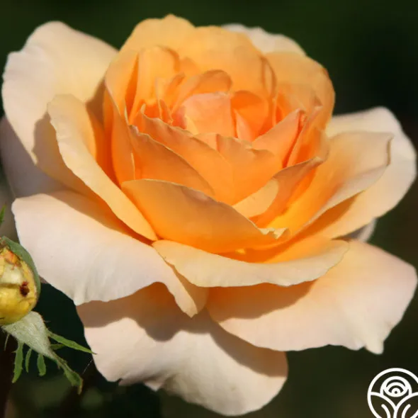 Heirloom Roses Welsh Gold™