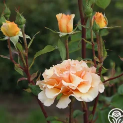 Heirloom Roses Welsh Gold™