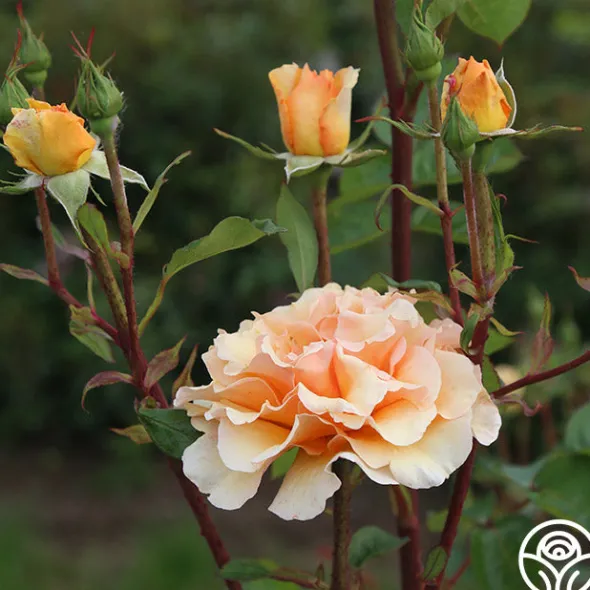 Heirloom Roses Welsh Gold™