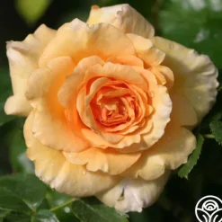 Heirloom Roses Welsh Gold™