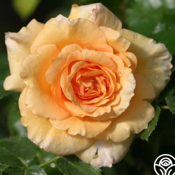 Heirloom Roses Welsh Gold™
