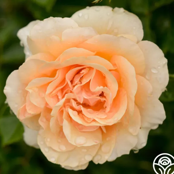Heirloom Roses Welsh Gold™