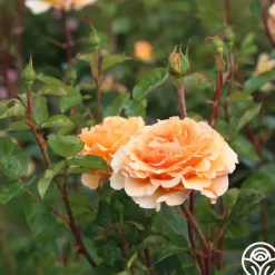 Heirloom Roses Welsh Gold™