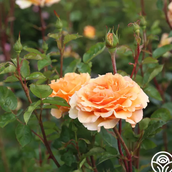 Heirloom Roses Welsh Gold™