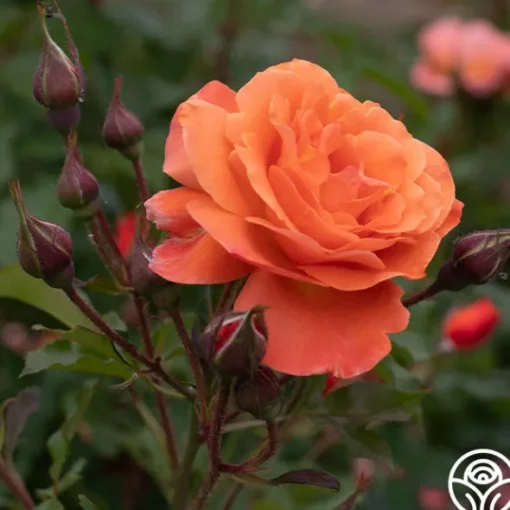 Heirloom Roses Westerland™ Clearance