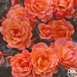 Heirloom Roses Westerland™ Clearance