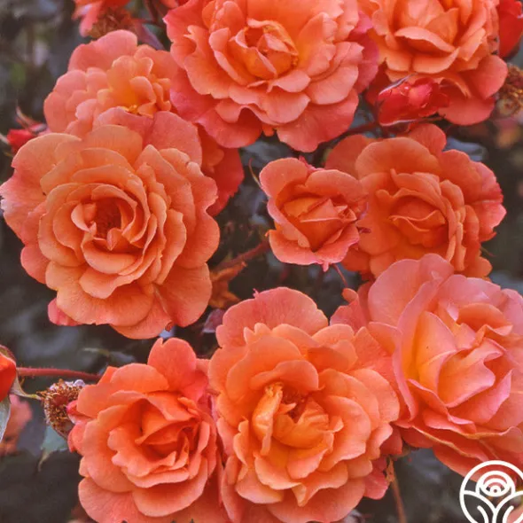 Heirloom Roses Westerland™ Clearance