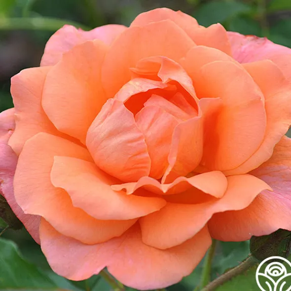 Heirloom Roses Westerland™ Clearance