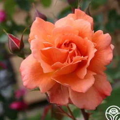 Heirloom Roses Westerland™ Clearance