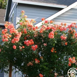 Heirloom Roses Westerland™ Clearance
