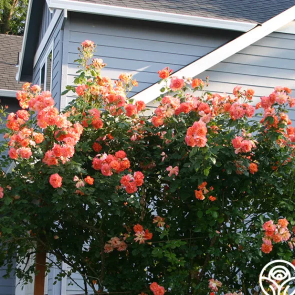 Heirloom Roses Westerland™ Clearance