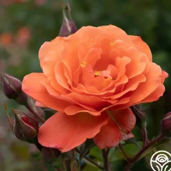 Heirloom Roses Westerland™ Clearance
