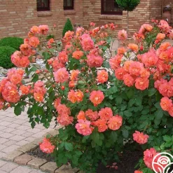 Heirloom Roses Westerland™ Clearance