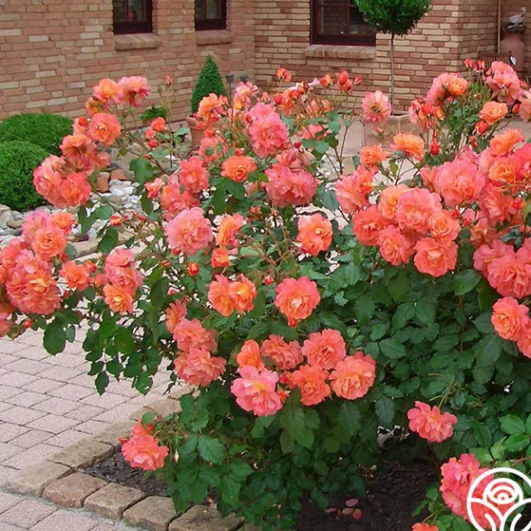 Heirloom Roses Westerland™ Clearance