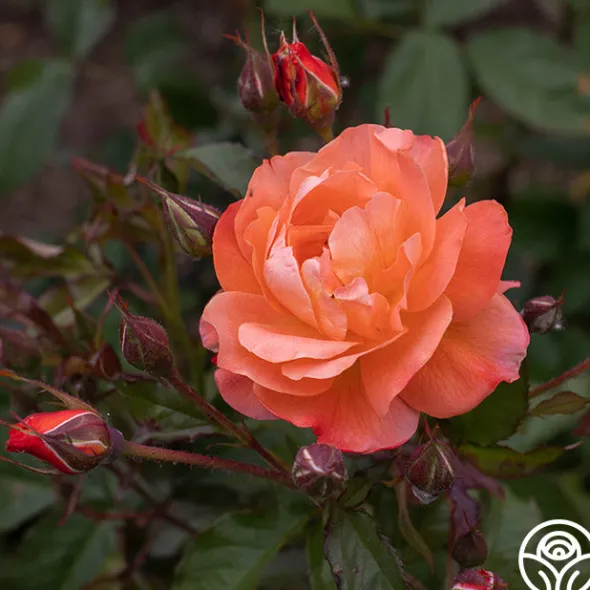 Heirloom Roses Westerland™ Clearance