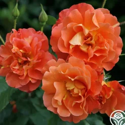 Heirloom Roses Westerland™ Clearance