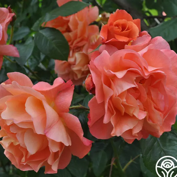 Heirloom Roses Westerland™ Clearance