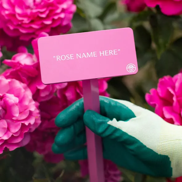 Heirloom Roses Westerland™ Stake New