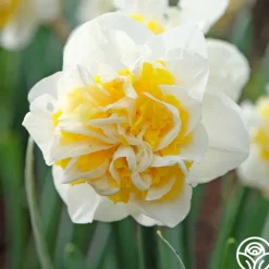 Heirloom Roses Westward Outlet