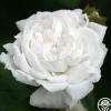 Heirloom Roses White Bath Sale