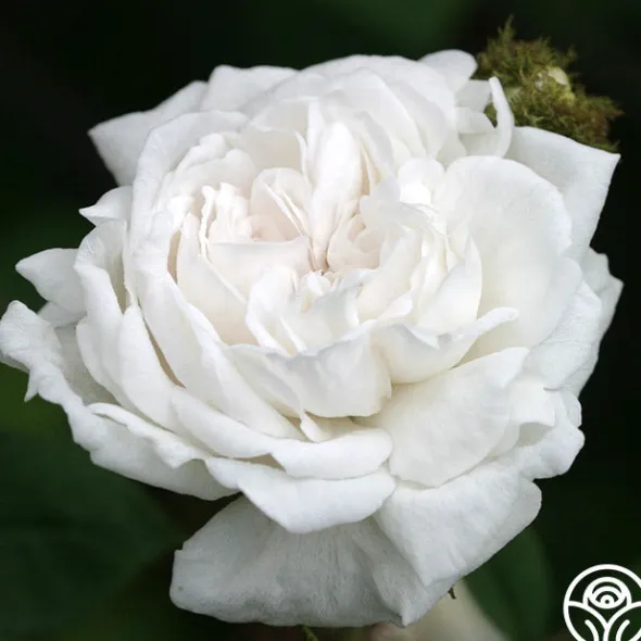 Heirloom Roses White Bath Sale