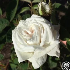 Heirloom Roses White Bath Sale