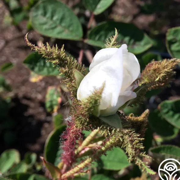 Heirloom Roses White Bath Sale
