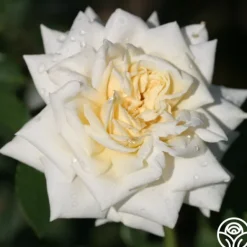 Heirloom Roses White Cap Hot