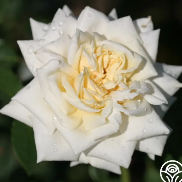 Heirloom Roses White Cap Hot