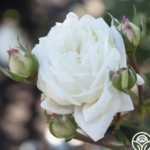 Heirloom Roses White Cap Hot