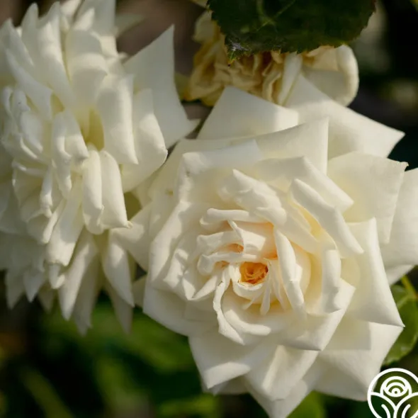 Heirloom Roses White Cap Hot