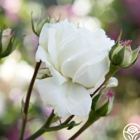 Heirloom Roses White Cap Hot