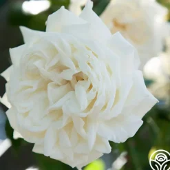 Heirloom Roses White Cap Hot