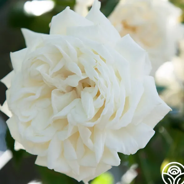 Heirloom Roses White Cap Hot