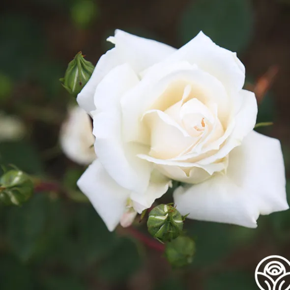 Heirloom Roses White Cap Hot