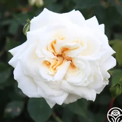 Heirloom Roses White Cap Hot