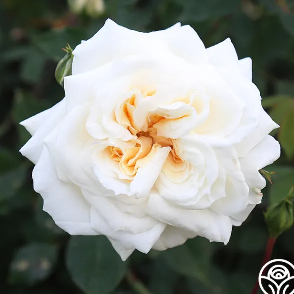 Heirloom Roses White Cap Hot