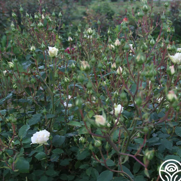 Heirloom Roses White Cap Hot