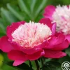 Heirloom Roses White Cap Sale