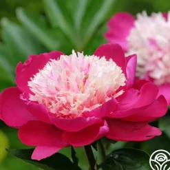 Heirloom Roses White Cap Sale