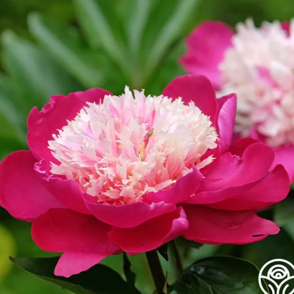 Heirloom Roses White Cap Sale