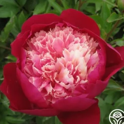 Heirloom Roses White Cap Sale