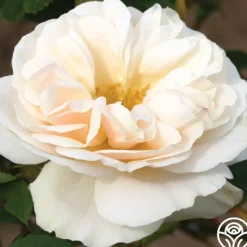 Heirloom Roses White Cloud New