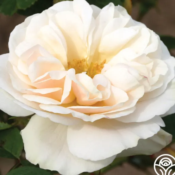 Heirloom Roses White Cloud New