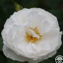 Heirloom Roses White Cloud New