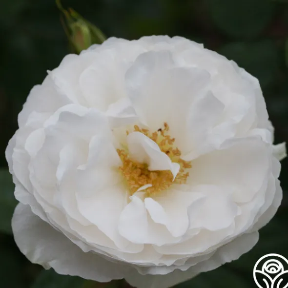 Heirloom Roses White Cloud New